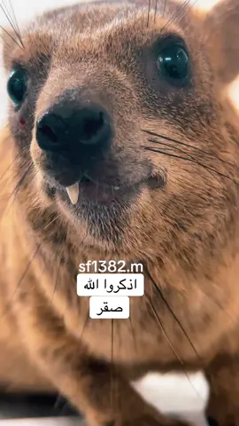 #صقر #اذكروا_الله #fyppppppppppppppppppppppp 