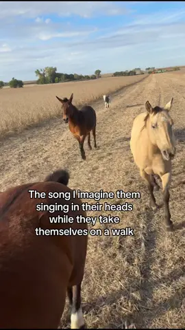 Can you tell who the ring leader is #horse #free #mylife #equestrian #iowa 