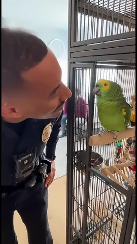 Funny parrot talking #parrot #pet #funny #funnyvideos #fyp