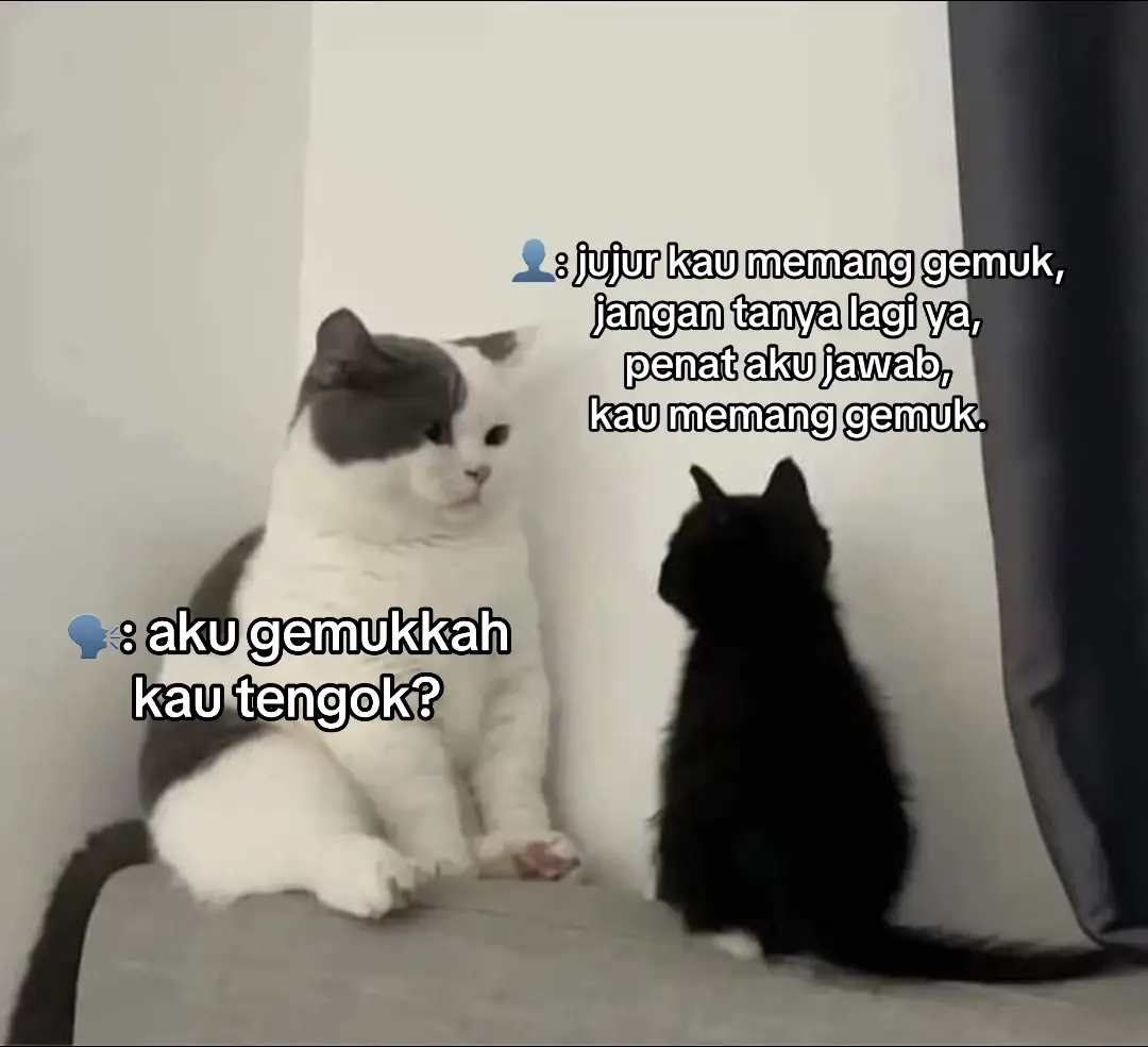 #cute #Love #catsoftiktok #savage #cat 