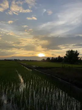 tôi còn nhớ ngày cô đi mưa lâm râm nặng hạt…#nhactamtrang #cothamkhongve #chill 