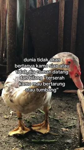 terserah kmu🤣 #entogresing #entogrambon #entogrambonhiasviral #perternak #peternakmuda 