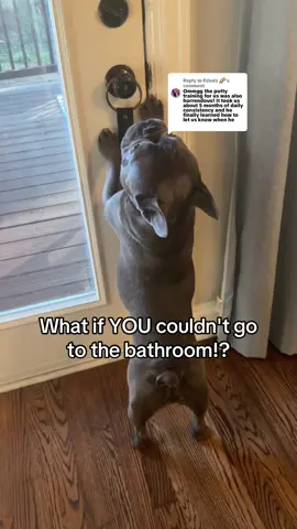 Replying to @Edsalz 🌈 this comment talked about the dog having a way to let them know he had to go to the bathroom. I recommend using bells. I think it's such an effective way for your dog to tell you they need to go. #DogTraining #puppytraining #puppylife #frenchiepuppy #bells 