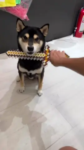 Ya ampun ngakak, bisa-bisanya lho dia wkwkwk  #anjinglucu #anjingpintar #animals #fypanjing #fyp 