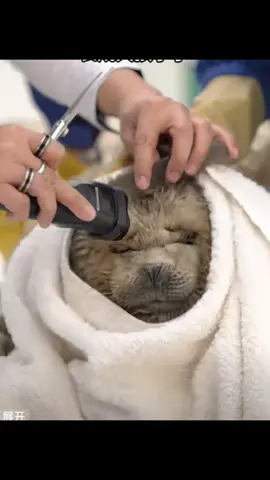 hair cutting #seal #hair #fpyシ #zoo #sealife 