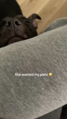 #fyp #reels #dogsoftiktok #pitbull #hungry 