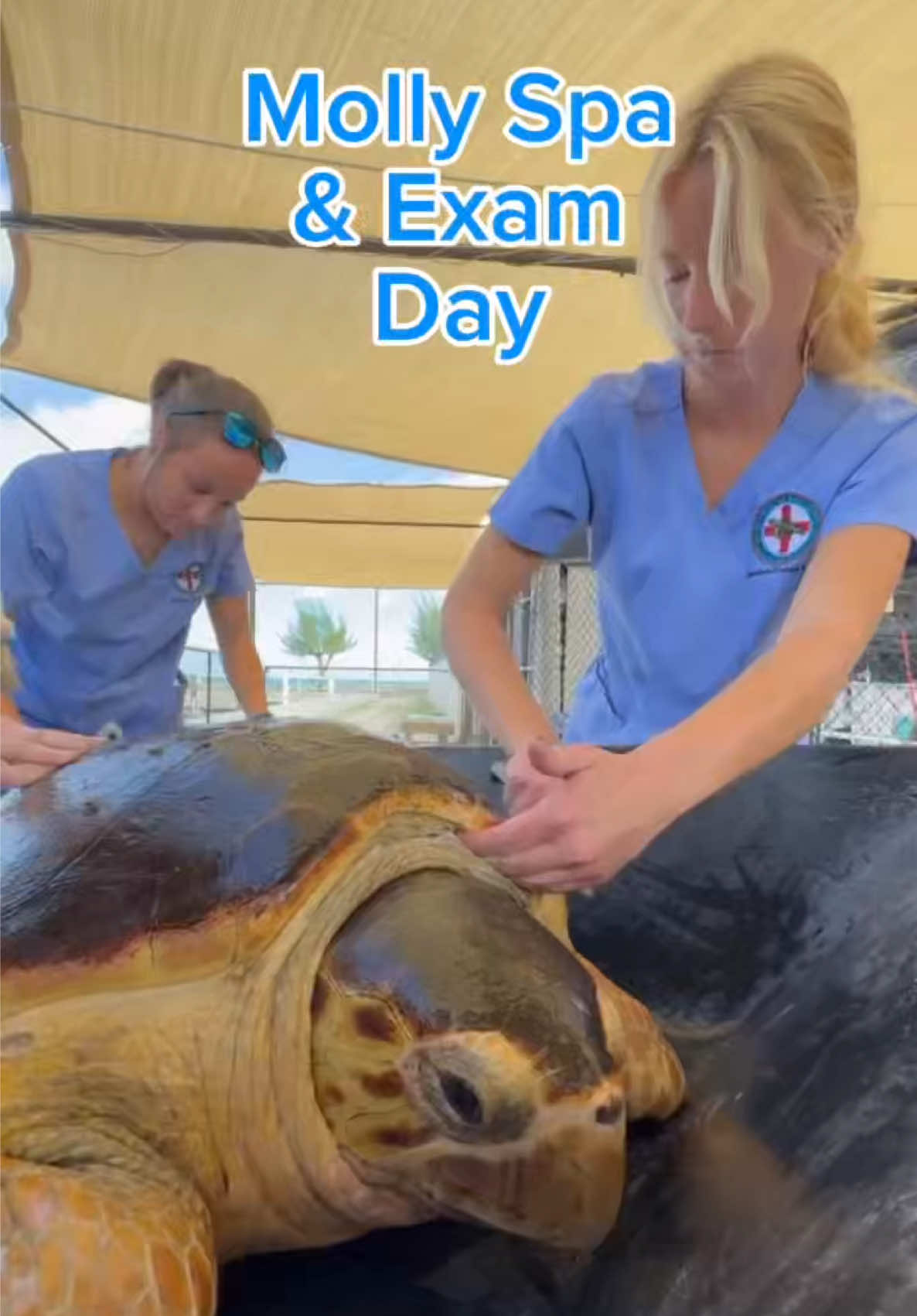 Molly is making great progress! She’s healing well from her surgeries, and Dr. Terry has officially discontinued her medications — one step closer to returning to the wild. 🐢🌊 Molly will be fitted with a satellite tag so you can follow along on her journey after release. Stay tuned for release details in the coming weeks! 💚📡 #molly #turtle #rescue #fyp #turtlehospital 