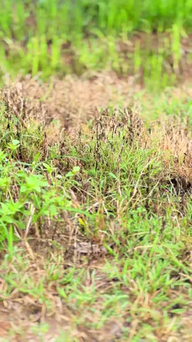 A4 vẫn là 1 cái gì đó 🤧#t40💦 #maybayphunthuoc #xuonghuongtiktok 