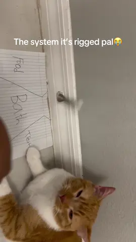 The system it’s rigged pal😭 #fyp #memes #funny #viral #cats #cat #shower 