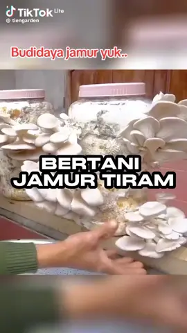 cara mudah belajar budidaya jamur #fyp #jamur 