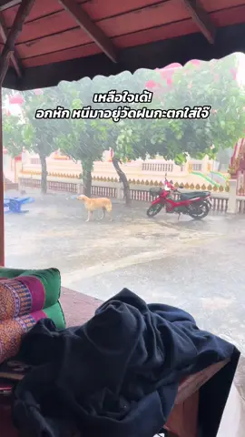 เหลือใจเด้!😩🐶 #สัตว์โลกน่ารัก #สัตว์เลี้ยงtiktok #หมาตลก #หมาไม่มีหาง #หมาน่ารัก 🐕