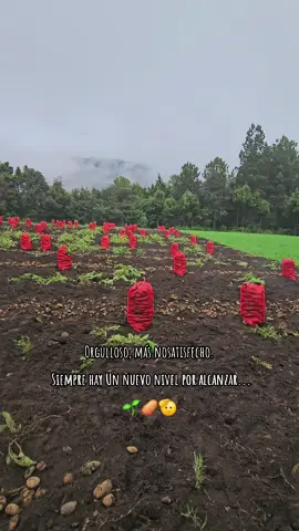 𝙋𝘼𝙋𝙀𝙍𝙊𝙎🌱🥔 #paperosdecorazon🥔❤️ #paratiiiiiiiiiiiiiiiiiiiiiiiiiiiiiii #viralvideos #agro 
