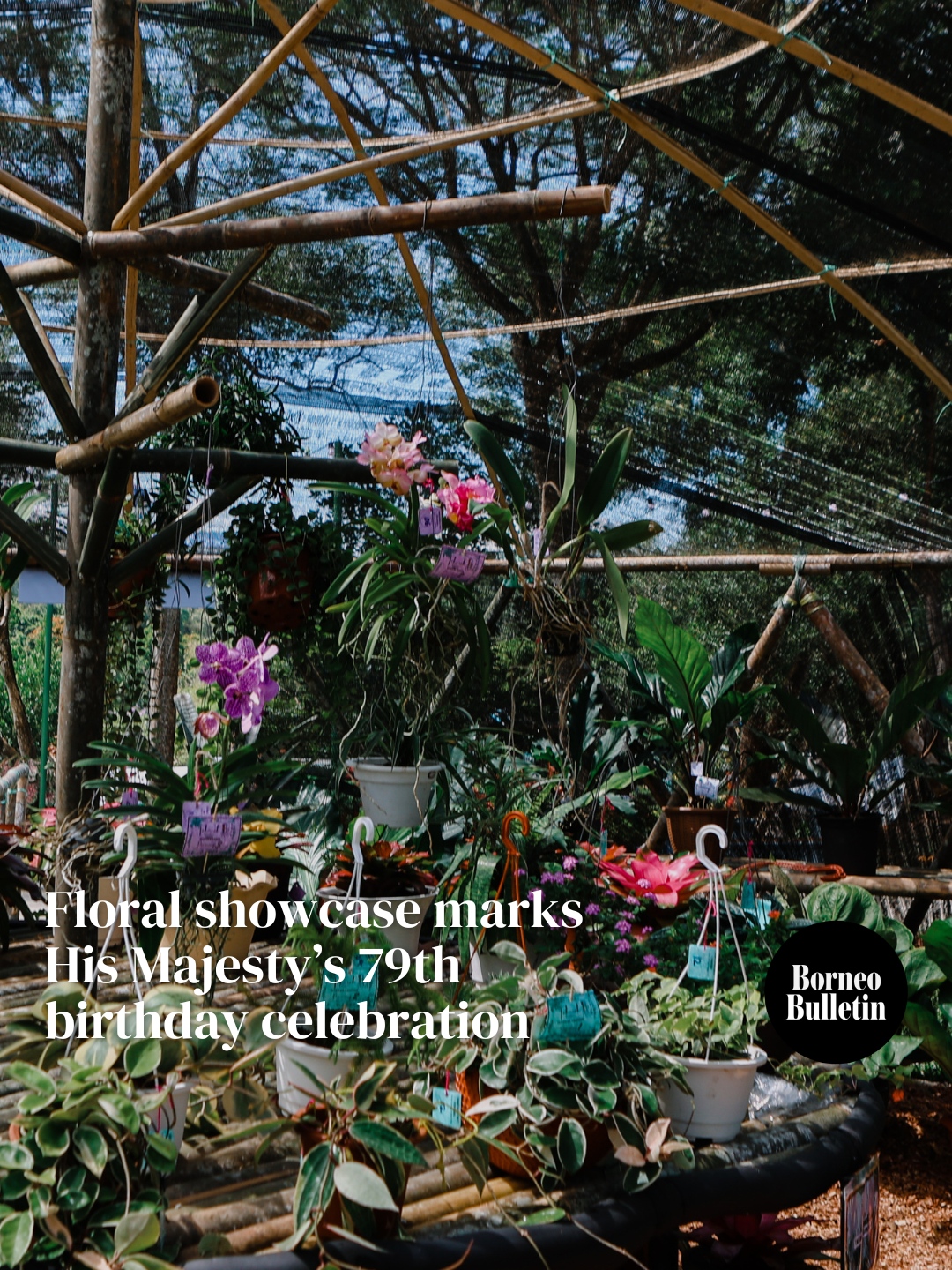 Members of the public can visit the flower show at Menteri Besar Recreation Park until October 19 following the opening ceremony of the Live Flower Arrangement Competition and Exhibition held in conjunction with the 79th birthday celebration of His Majesty Sultan Haji Hassanal Bolkiah Mu’izzaddin Waddaulah ibni Al-Marhum Sultan Haji Omar ‘Ali Saifuddien Sa’adul Khairi Waddien, Sultan and Yang Di-Pertuan of Brunei Darussalam, for the Brunei and Muara District 📹: Rafi Rosli #brunei #bruneinews #borneobulletin #bruneitiktok #bruneidarussalam #bruneiviral #bruneifyp #brunei🇧🇳 #tiktokbrunei