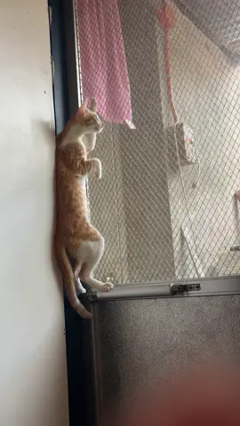 na para bang pasan niya lahat sa mundo #catsoftiktok #catlover #fyp #fypシ゚ #fyppppppppppppppppppppppp 