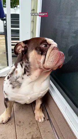 Perfect little squeegee. #tiktokshopcreatorpicks #viralproducts #clean #CleanTok #dogsoftiktok 