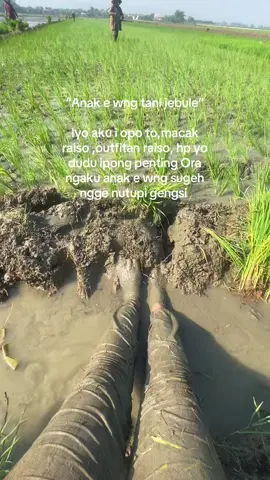 Intinya selalu bersyukur 🙌🏻🥰#petanimuda #petaniindonesia🇮🇩🇮🇩🇮🇩🌿🌿 #pasuruhanstory 