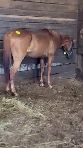 THIS IS IT, THE FINAL 9… We are almost done. The horses are almost all hauled away to quarantine and safe. But… 9 still remain. They are NOT safe. And he absolutely will ship these final 9 at the cut off. We’re being kicked out at 9pm… and they will all die if we don’t take them! And donations have slowed to a trickle. We went to bring the final 9 up front and tied ready to freedom walk as quickly as possible and we saw this poor horse with his or her head in the corner. She doesn’t think help is coming. She’s watched numerous horses get chosen and leave and yet she’s still behind in the blistering heat. She’s just a plain chestnut mare. They get a bad wrap. They’re described as crazy and stubborn. But win a red mares heart? And she’ll do anything for you. This red mare is just one of 9 remaining. They’re almost all safe. She’s given up hope. Let’s give it back to her. Please KHHR, one last ride. Let’s get the final 9!!!! Remember a $100 donation names a horse right now. That stops at 9:00pm and Olivia said she won’t open $100 naming up again until NEXT year! Can’t donate? That’s okay! Please share. 💌 TO DONATE 💌 PAYPAL
