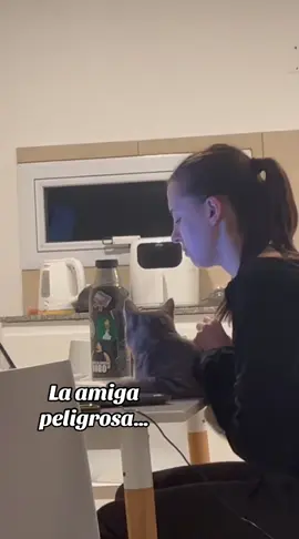 #cat #kitten #gatostiktok #viralcats #funnycat 