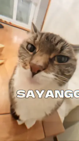 Sayaaangggggg🤏 #olla #ollajkt48 #jkt48 #jkt48newera 