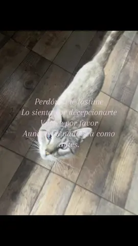 Todo es mi culpa por favor perdóname te extraño tanto eres todo para mi y no sé quién soy sin vos  #fyp #foryouuuuuuuuuuuuu #paratii #identificarse #textorosa 