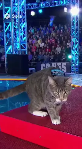 🏆🐾 From house cat to legend! Watch as this fearless feline conquers the American Ninja Warrior course—one leap, one claw, one epic moment at a time. The crowd can’t believe their eyes! 😼🔥#fyp #kittyninja #smalltok #foryoupage #fpyシ 