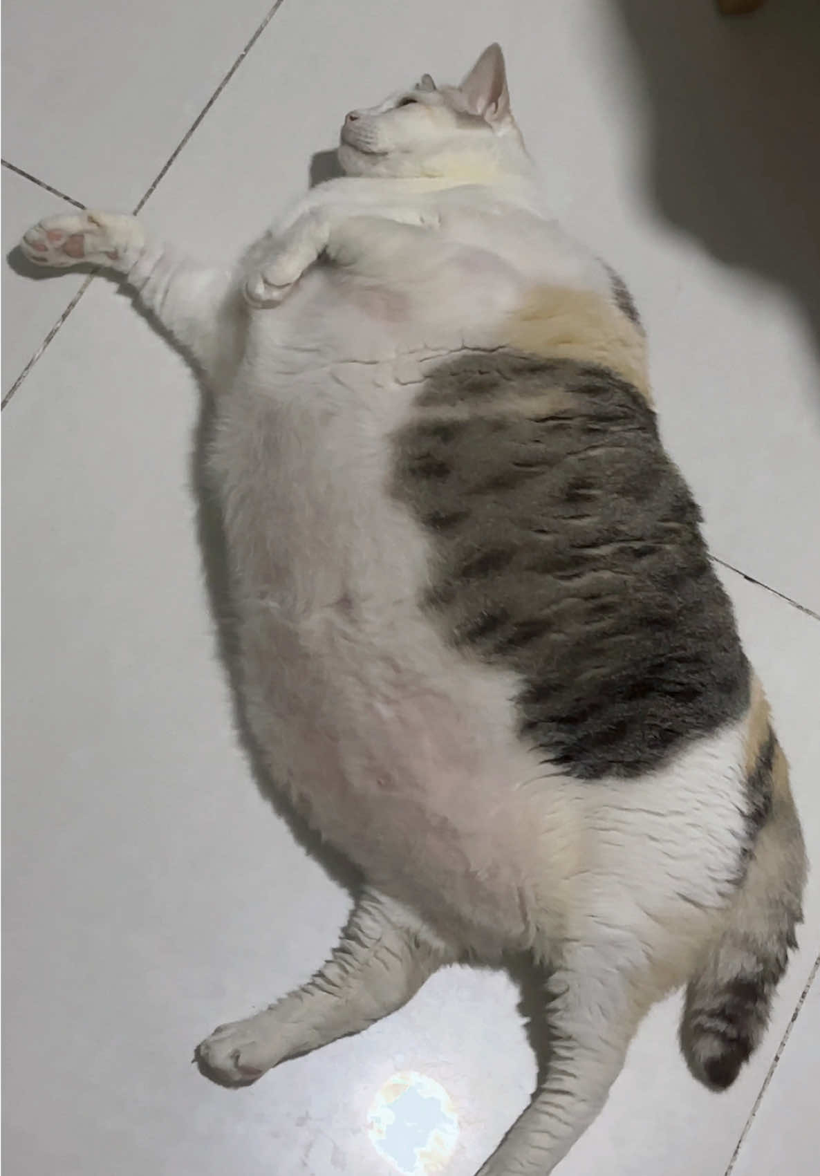 🦭 #riđômótkem #fyp 