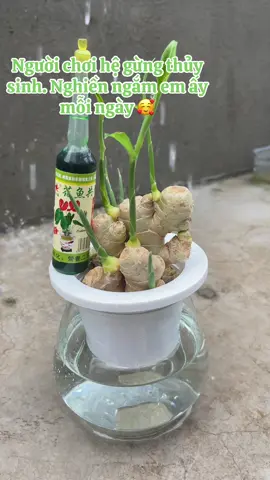 Gừng-cây nhỏ thôi mà giữ ấm đất, đuổi khí lạnh, gọi may mắn về nhà. #gung #chauthuysinh #caycanh #phongthuy #mayman  @Hồng Nhung  @Hồng Nhung  @Hồng Nhung 