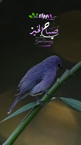 #صباح_الخير #explor #goodmorning 