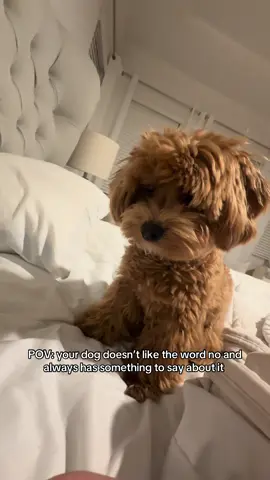 POV: your dog doesn’t like the word no and always has something to say about it.  #Maltipoo #DogTok #SassyTed #DramaKing #DogSoftiktok       