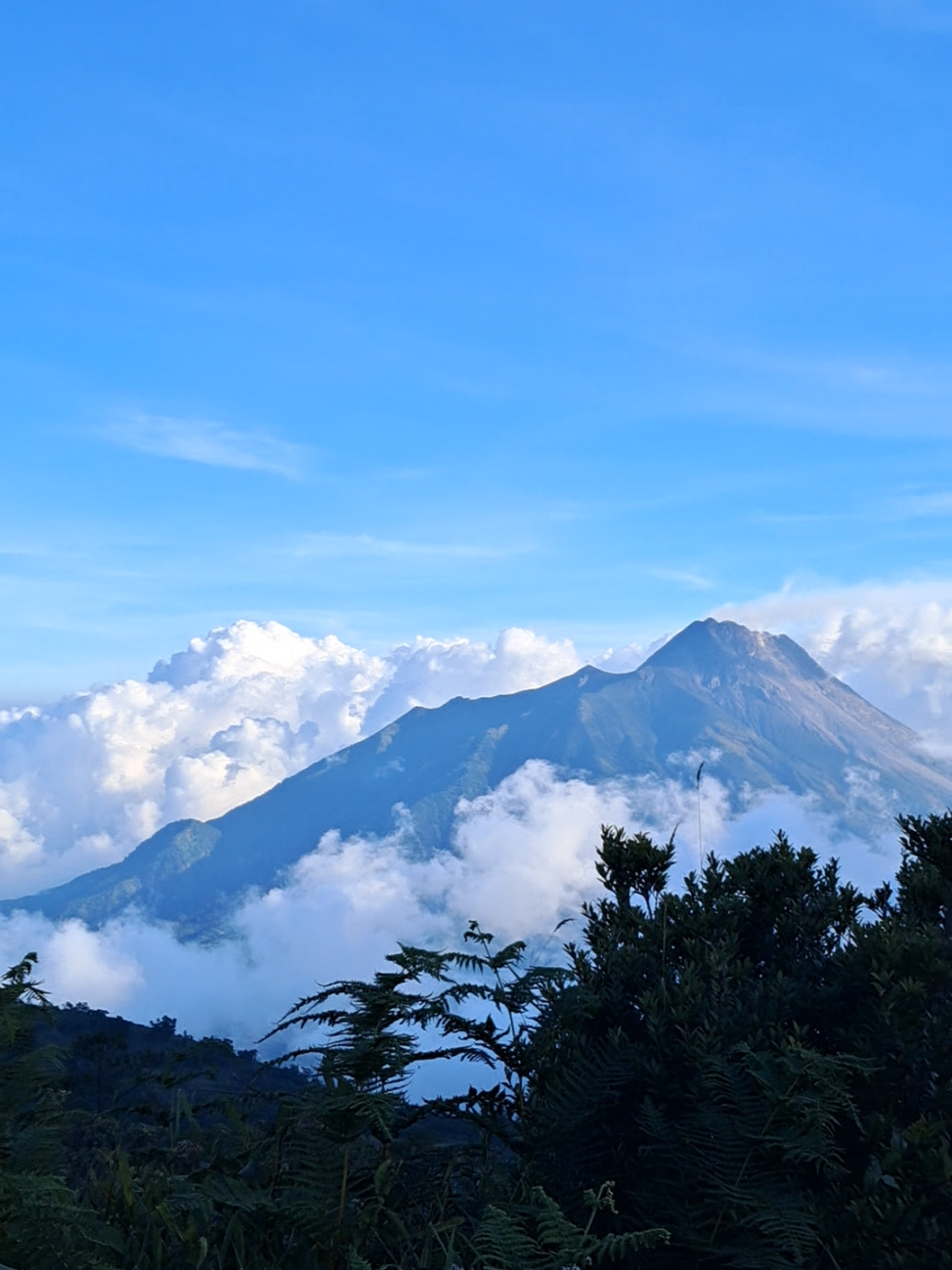 moh cetobeli gelem e edelweis😔              #merbabu #edelweiss #tawangmangu #fyp 