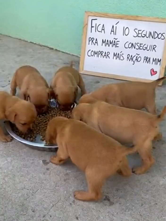 FICA AI #dogloversbrasils #PolíciaAgiu #ONGAnimal #DogLoversBrasil #façaobem #fyp #cachorrinhosfofos #fe #caes #doação #milagresacontecem #historiasemocionantes #MilagreNoQuartoSilencioso