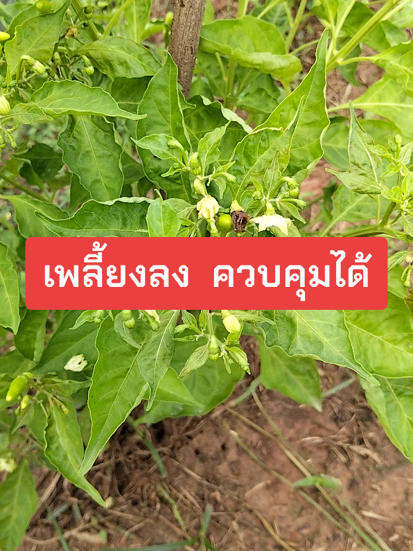 สารกำจัดศัตรูพืช#สารกําจัดศัตรูพีช #พลีโมเอสวี #เพลี้ย #มด #แมลงหวี่ขาว 