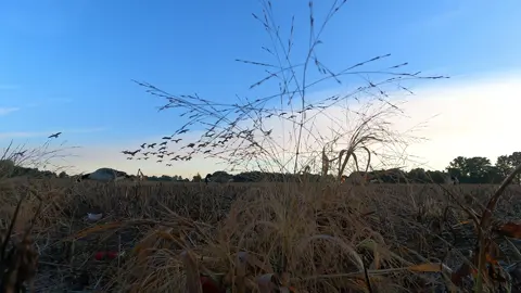 Just some birds #fyp #hunting #viral #michigan 