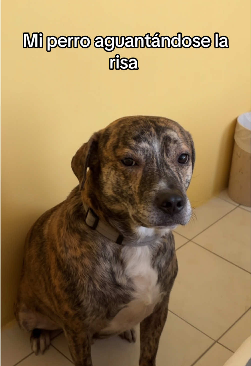La cara del Mugï 😂 #cat #dog #tiktok #ecuador #viraltiktok 