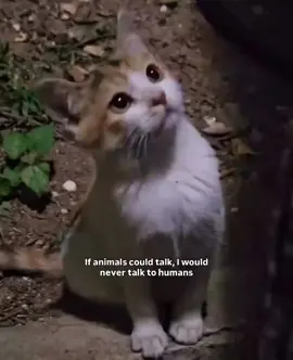 cutest animal💌🌚.#catlover #trendingvideo 