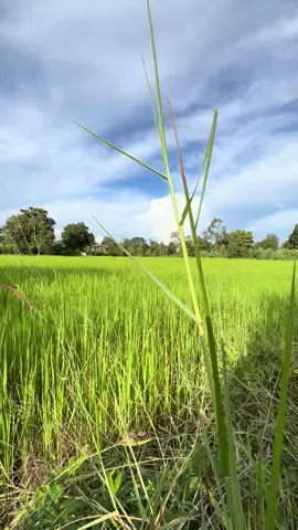 #สาวไทบ้าน💚🦋⛰🌫🌊🌧 #อุบลราชธานี #ทุ่งนา 