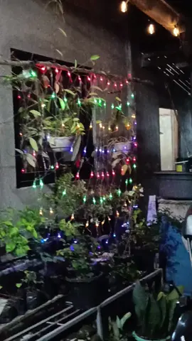 98Led solar Net mesh  Christmas lights  #fyppppppppppppppppppppppp #christmaslight #christmasvibes 