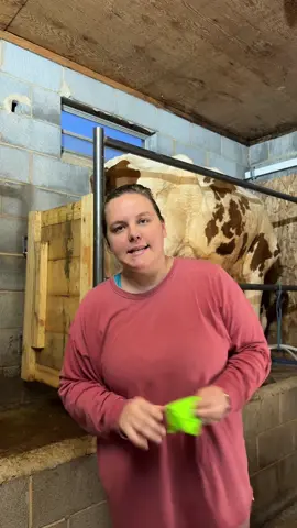 #draft #ncfarm #farmlife #milkcow #milkingparlor 
