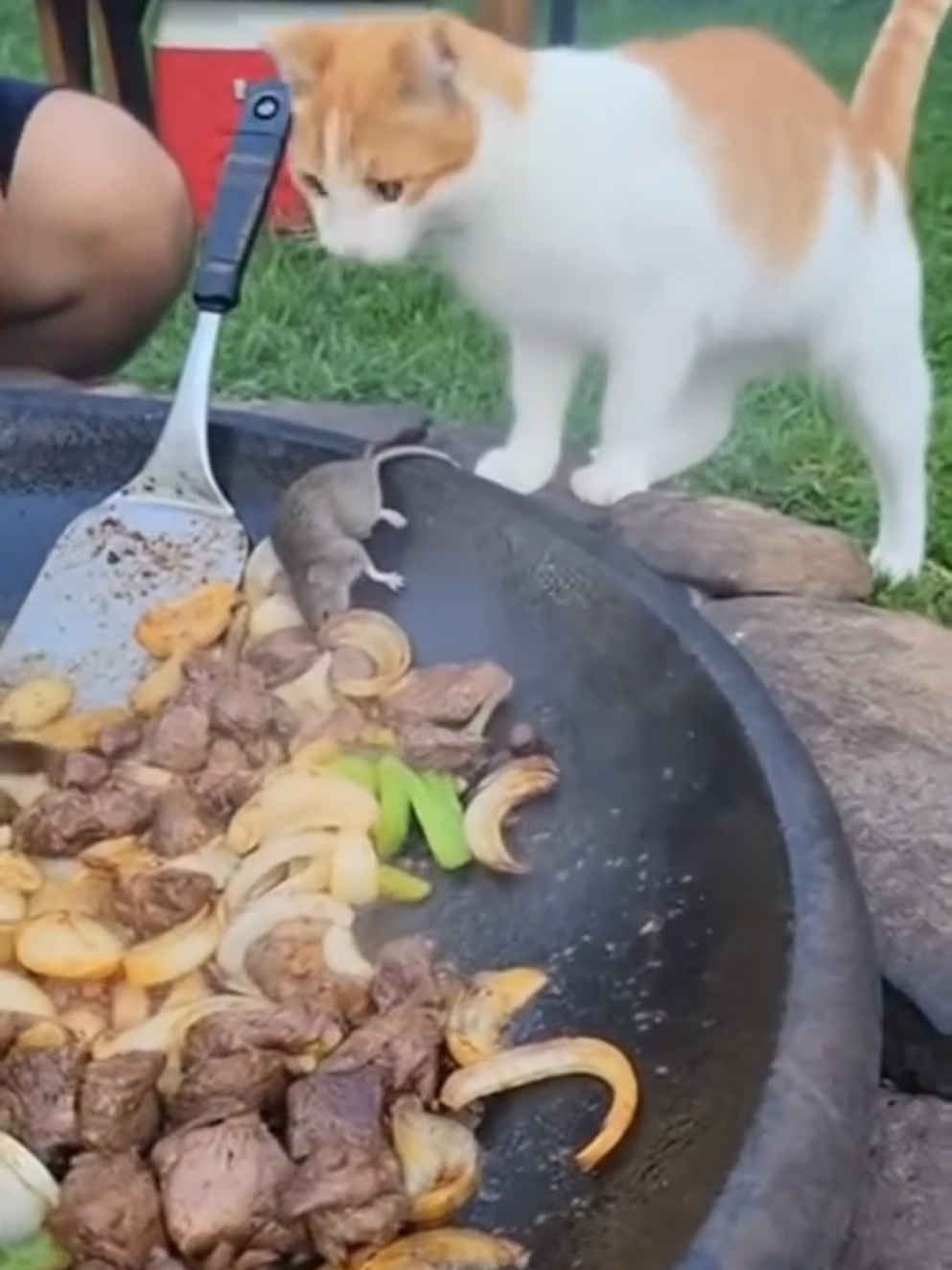 𝙘𝙪𝙩𝙚 𝙤𝙮𝙚𝙣