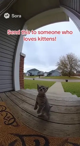 Send this to someone who loves kittens! #sora #kittens #fyp #viral #funny 