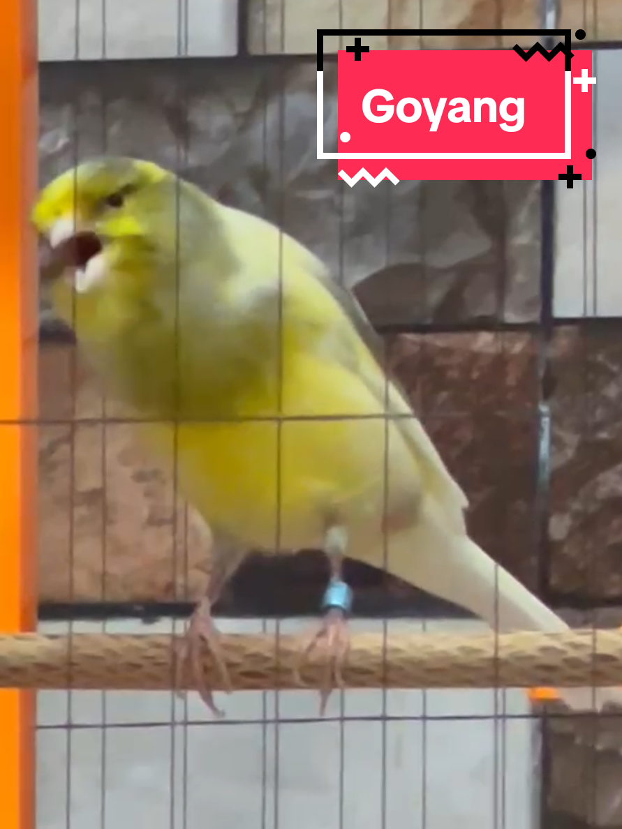 size F1Ys Goyang #tiktoklive #livehighlights 