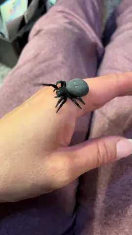 If you’re on the fence about getting a velvet spider, here’s your sign to get one ❤️ #spider #velvetspider #eresusbalcanicus #turkishvelvetspider 