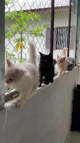 ตัวแรกชื่อพริกสีขาว🤍 ตัวสองชื่อปลาร้าสีมืดๆ🖤 ตัวสามชื่อน้ำปลาแมวส้ม🧡 สุดท้ายข้าวคั่วแมวเทาๆ🩶 🤏🏻🐱 #เปิดการมองเห็น #fyp #foryoupage #ดันขึ้นฟีดที #foryou 