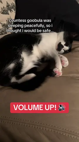 why must she be so angry?? 😭💔 #goobie #sillycat #funnycat #catmeme #tuxedocat 