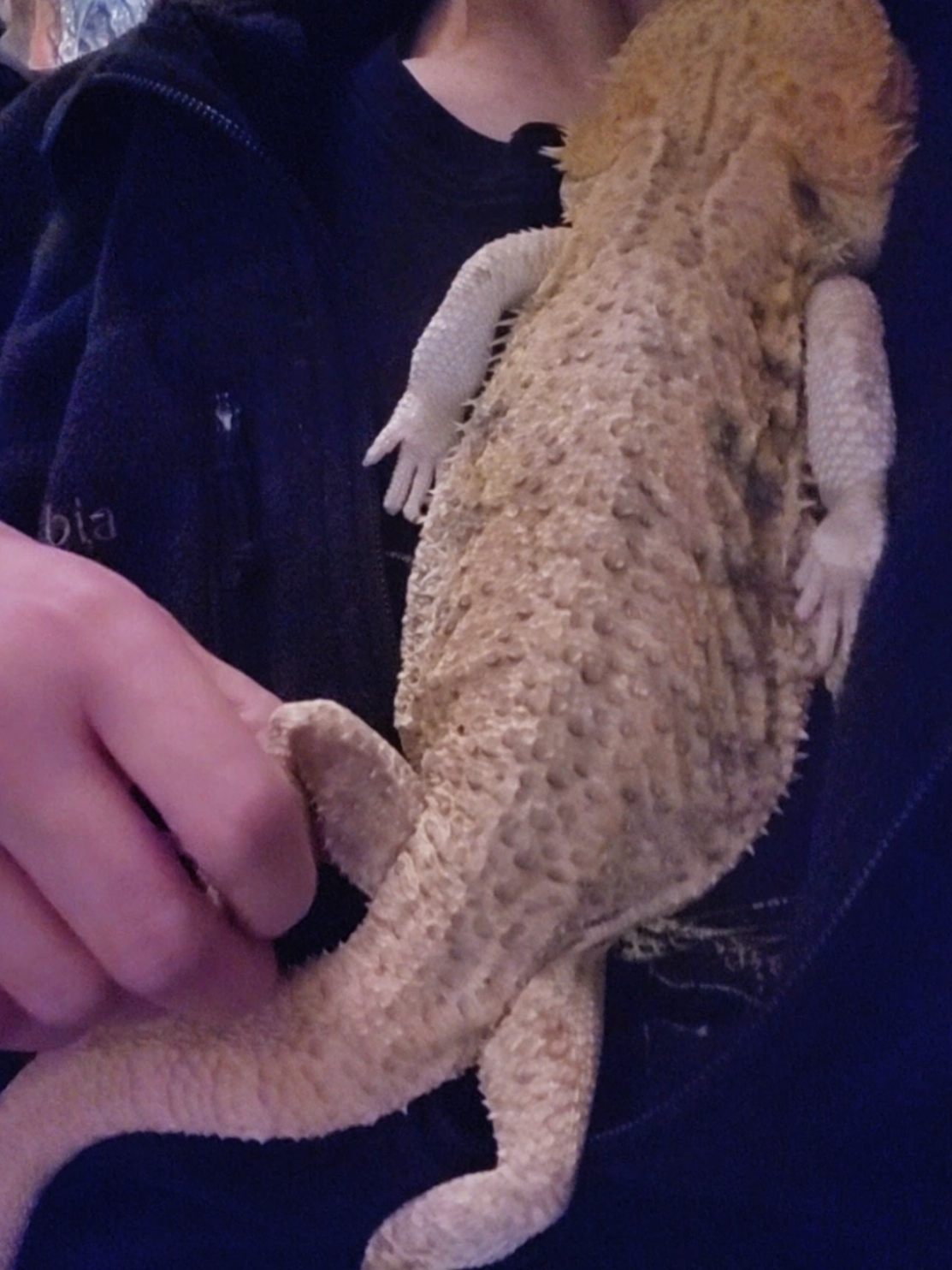 The honor of being his safe place 🦎🥹❤️