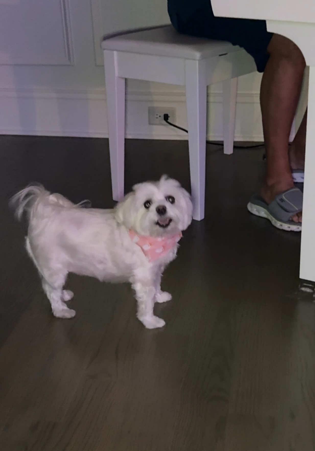 Happy Greenie Time for Daisy! The Greenie Song #trending #fyp #viral #dog #pet