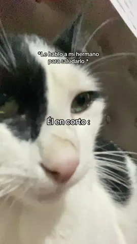 JAJAJAJA #contenido #paratiiiiiiiiiiiiiiiiiiiiiiiiiiiiiii #hermanito #gatitostiktok 