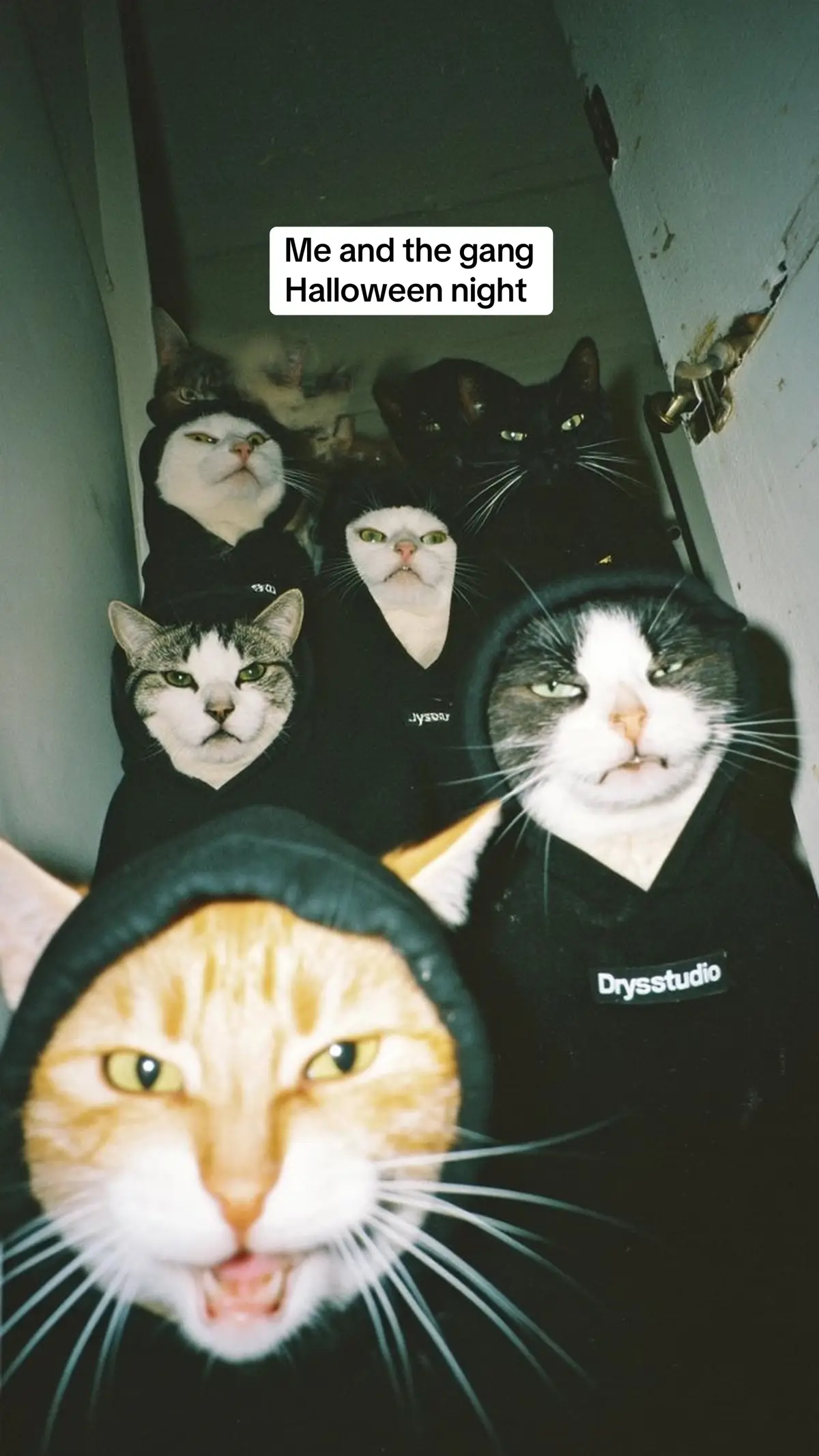 Halloween night ready with the gang 😈 #halloween #halloweencostume #halloweenvibes #catlover 