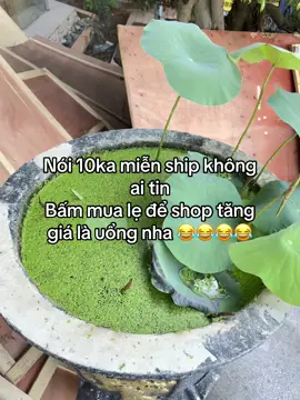 Rẻ quá rẻ luôn #deplaoxop #deplao #deplaonamnu #deplaonam #viralvideo  @Kênh Mẹ Trà Sữa Và Xí Muội ☘️  @Kênh Mẹ Trà Sữa Và Xí Muội ☘️ 