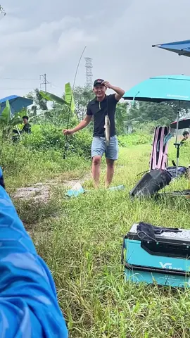 Cá rô đồng quấn ổ mà mưa quá #LongPhaQuế #mồicâuphúthành #câucá #fishing #longphaquế 